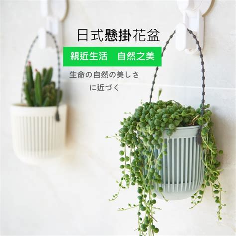 吊掛盆栽植物|室內吊裝植物